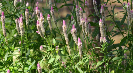Le moment est venu de planter Celosia cristata!