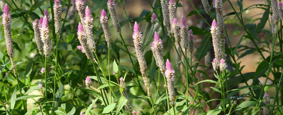 Le moment est venu de planter Celosia cristata!