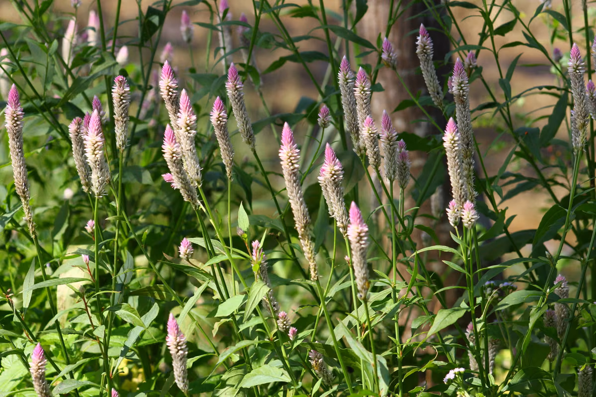 Le moment est venu de planter Celosia cristata!