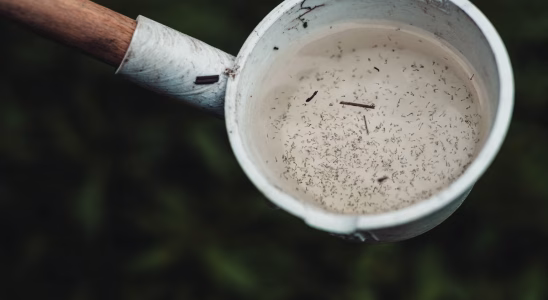 10 répulsifs maison et écologiques contre les moustiques