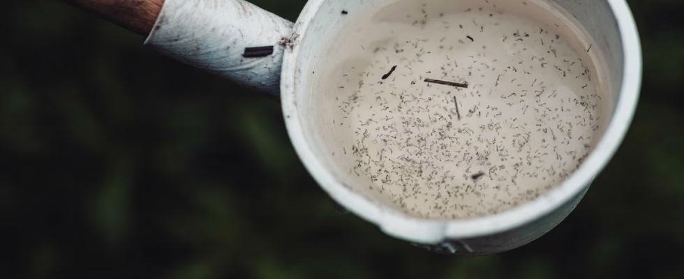 10 répulsifs maison et écologiques contre les moustiques