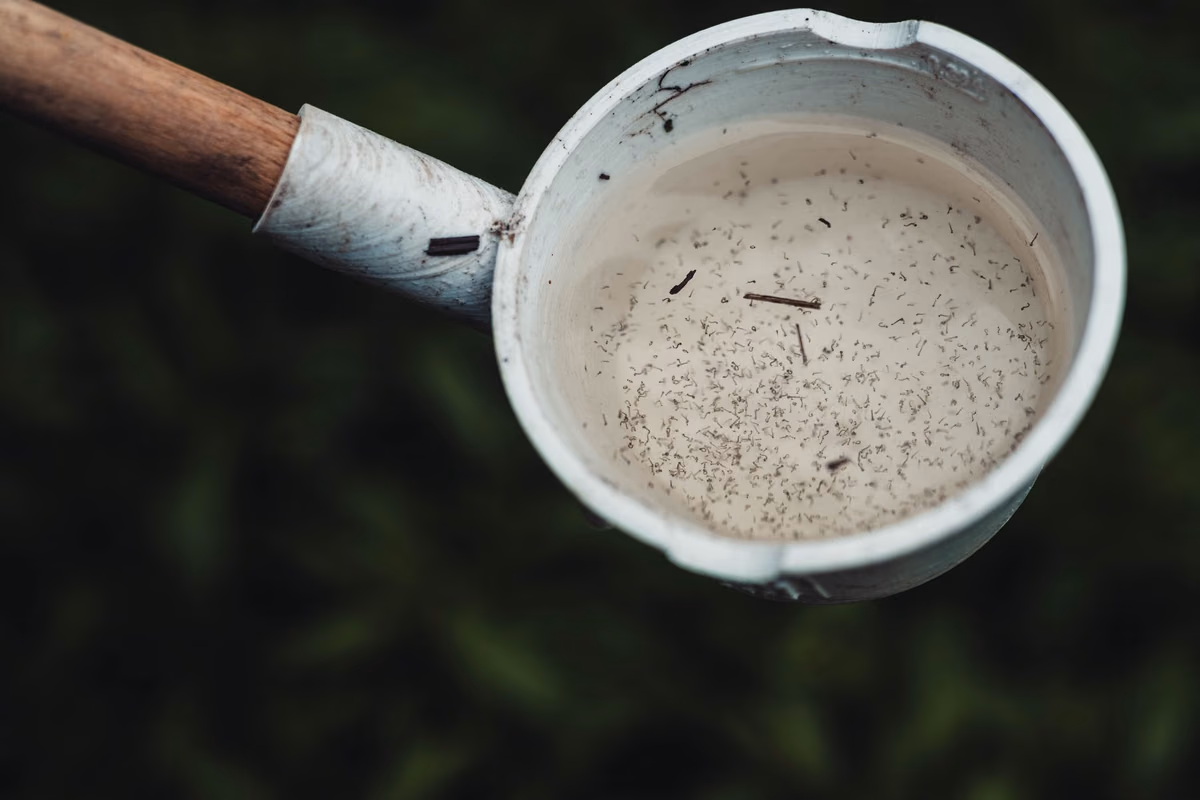 10 répulsifs maison et écologiques contre les moustiques