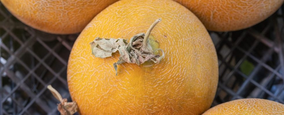 Les meilleures vitamines pour augmenter les défenses