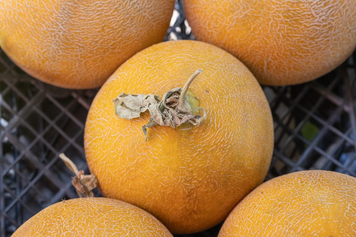 Les meilleures vitamines pour augmenter les défenses